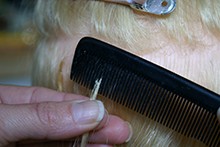 Haarverlängerung Shrinkies Bild7 Shrinkies Haarverlängerung Anleitung